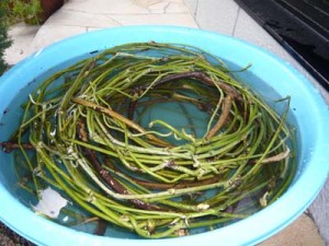 チャレンジです！！