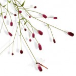 成羽町　月見の宴　今年も行きますよ～！！