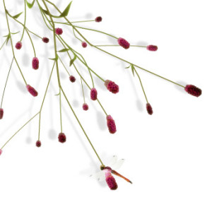 九月のお出掛け・・・　成羽月見の宴