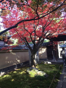 秋の日帰り京都旅行